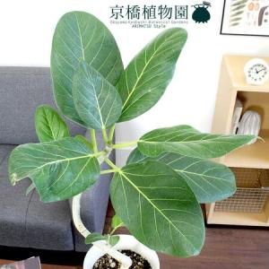 フィカス・ベンガレンシス 6号 曲がり【白プラ...の詳細画像1