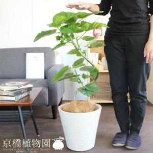 フィカス ウンベラータ 観葉植物 10号 大型 ゴムの木 シリンダー型