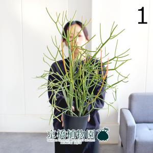 現品】パキポディウム・ゲアイー 多頭 6号 黒鉢（3） : 花のアリマツ