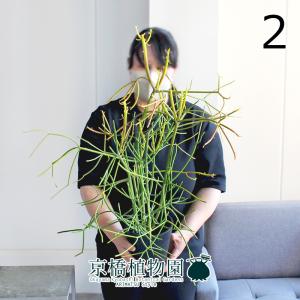 観葉植物 大株 モンステラ エスケレート 8号鉢 高さ約115cm 入手困難