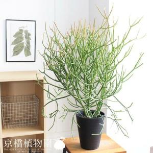 現品】ファグラエア・ベルテロアナ 斑入り 曲がり 7号 茶鉢（3） : 花