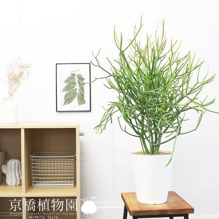 ミルクブッシュ(青珊瑚)　6号【白セラアート鉢】