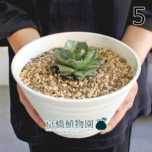 おしゃれ 着生植物 観葉植物：ネオレゲリア ファイヤーボール*5号吊り