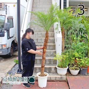 現品】ブーファン・ディスティカ（ディスティチャ） 8号 紺鉢（4
