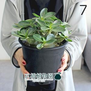 【現品】アデニウム・アラビカム　モンスター　5号　黒鉢（7）