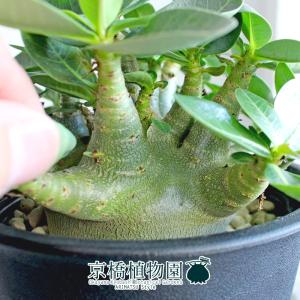 【現品】アデニウム・アラビカム モンスター 5...の詳細画像1