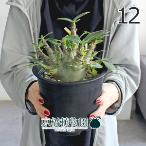 【現品】アデニウム・アラビカム モンスター 5号...の商品画像