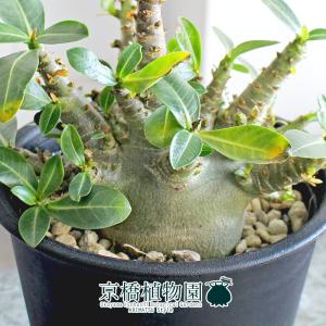 【現品】アデニウム・アラビカム モンスター 5...の詳細画像1