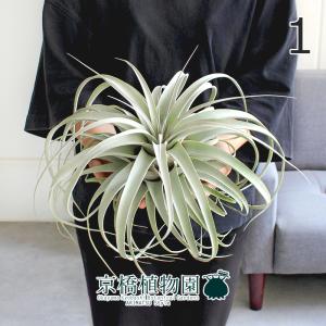 観葉植物：チランジア エアープランツ カーリースリム XXL 吊り鉢*エア