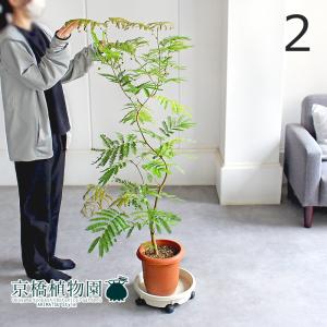 【現品】ネムノキ/エバーフレッシュ　曲がり　7号　茶鉢（5） 現品】ネムノキ/エバーフレッシュ 曲がり 7号 茶鉢（2） : 花の