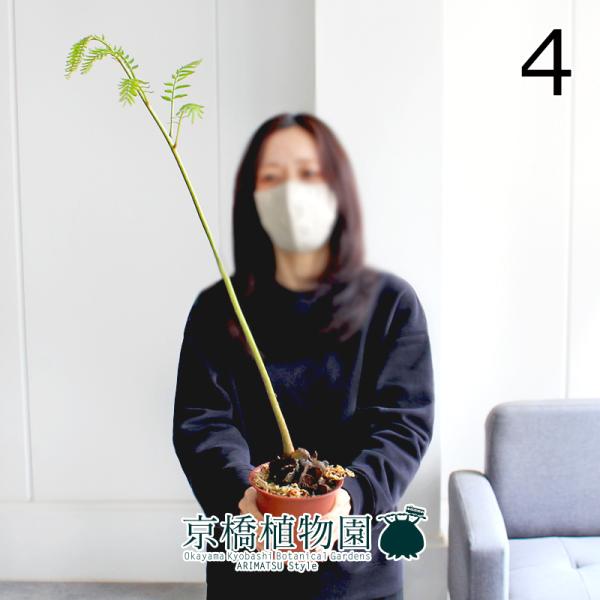 【現品】リュウビンタイ/羊歯（シダ）　4号　茶鉢（4）