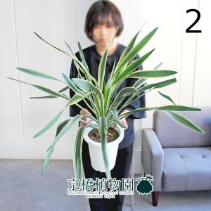 ユッカ・グロリオサ・バリエガータ 8号 : 花のアリマツ Yahoo!店