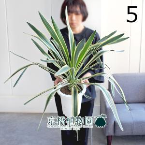 ユッカ・グロリオサ・バリエガータ 8号 : 花のアリマツ Yahoo!店