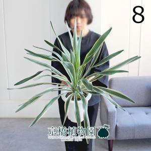ユッカ・グロリオサ・バリエガータ 8号 : 花のアリマツ Yahoo!店
