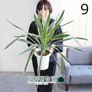 現品】ユッカ・デスメティアーナ 幹立ち 7号 黒鉢 (2) : 花のアリマツ