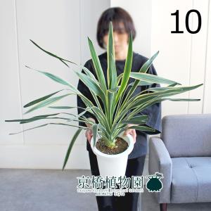 ユッカ・グロリオサ・バリエガータ 8号 : 花のアリマツ Yahoo!店