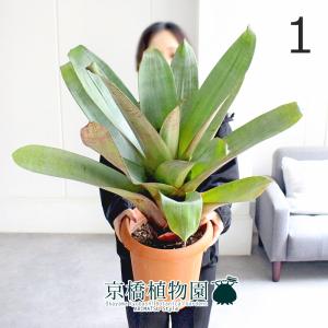 多肉植物：ガステリア ピランシー錦*幅22cm 現品！一品限り : 遊恵
