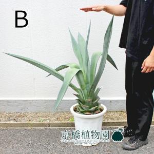 【現品】金毛狗（キンモウコウ）　5号　白鉢　（2） 楽天市場】【マラソンクーポン有！】【現品】金毛狗