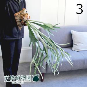盆栽小鉢：春嘉（はるよし） 丸鉢13cm*現品 1品限り 資材 : 遊恵盆栽