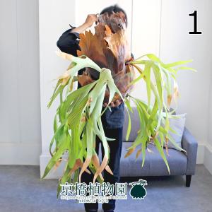 最高峰リドレイ】リドレイ パカラン P.ridleyi Pakarung 輸入株