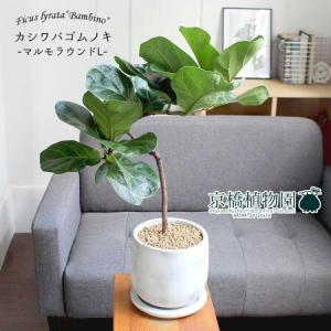 ドラセナ コンパクタ 【観葉植物 5号鉢／1個売り】 : shopooo by GMO