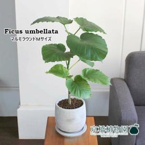 現品】ボンバックス 8号 黒鉢（1） : 花のアリマツ Yahoo!店 - 通販