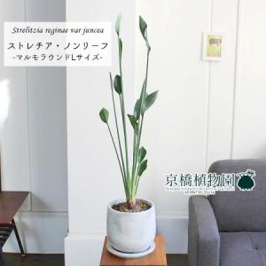 現品】観音竹（カンノンチク） 8号 紺鉢（B） : 花のアリマツ Yahoo!店