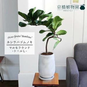 【現品】ザミア・プミラ（メキシコソテツ）　多頭株　6号　黒鉢　（2） 現品】ザミア・プミラ（メキシコソテツ） 6号 黒鉢（2） : 花の
