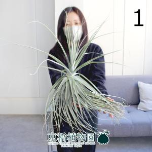 現品】ユーフォルビア・ゴルゴニス（金輪際） 3.5号 黒鉢（1） : 花の