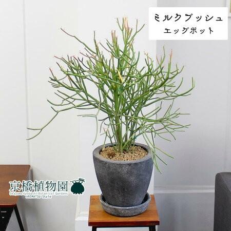 【エッグポット/ブラック】ミルクブッシュ(青珊瑚)【受け皿付き】