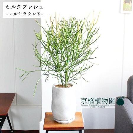 【マルモラウンドトールLサイズ】ミルクブッシュ(青珊瑚)【受け皿付き】