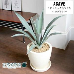 アガベ アオノリュウゼツラン 花 ガーデニング の商品一覧 通販 Yahoo ショッピング