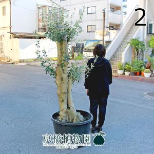 【現品】オリーブ・ルッカ　古木　超極太　20号　黒鉢（2）