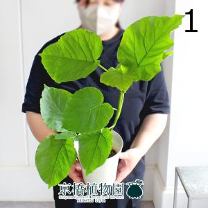 現品】ブーファン・ディスティカ（ディスティチャ） 8号 紺鉢（4