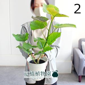 現品】ビスマルキア・ノビリス シルバー 7号 白鉢（2） : 花のアリマツ