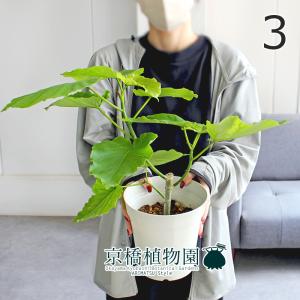 現品】観音竹（カンノンチク） 8号 紺鉢（1） : 花のアリマツ Yahoo!店