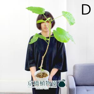 コーデックス：アデニア アクレアータ ソマリア産*塊根幅2.2cm 現品