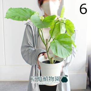 現品】ボンバックス 8号 黒鉢（1） : 花のアリマツ Yahoo!店 - 通販