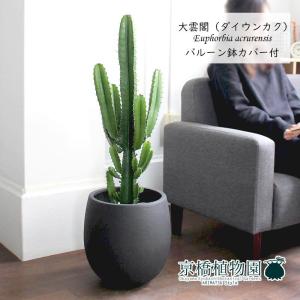 現品】サボテン スピラリス 8号 白鉢（3） : 花のアリマツ Yahoo!店 