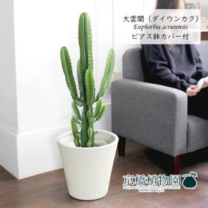 現品】ネムノキ/エバーフレッシュ 曲がり 7号 茶鉢（1） : 花の