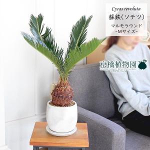 おしゃれ 観葉植物 ソテツ：蘇鉄*8号 プラポット 現品をお届け : 遊恵