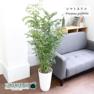 現品】パンダナス（パンダヌス）/タコノキ 古木 8号 白鉢（1） : 花の