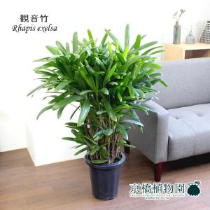 カンノンチク 8号 観音竹 観葉植物 鉢植え 販売 苗 苗木 送料無料