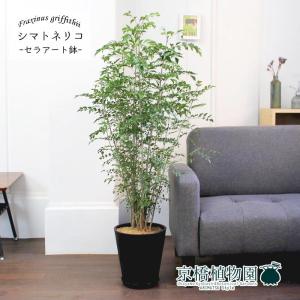現品】パンダガジュマル/フィカス・パンダ 10号 白鉢（4） : 花の