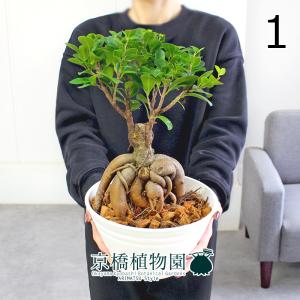 盆栽小鉢：美芸（常滑）六角鬼面足面付鉢 21.5cm*資材 : 遊恵盆栽