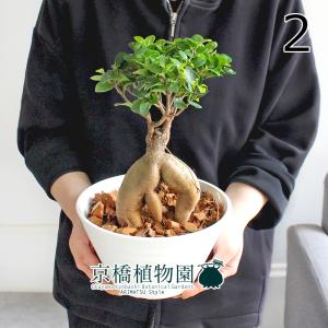 アローカリア ナンヨウスギ 7号鉢 観葉植物 : 日本ライン花木センター