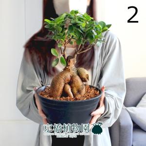 現品】ファグラエア・ベルテロアナ 斑入り 曲がり 7号 茶鉢（3） : 花