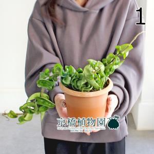 エアプランツ】チランジア・ウスネオイデス/スパニッシュモス【2束