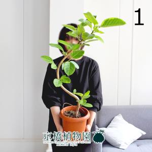 【現品】ファグラエア・ベルテロアナ　斑入り　曲がり　7号　茶鉢（2） 現品】ファグラエア・ベルテロアナ 斑入り 曲がり 7号 茶鉢（1） : 花