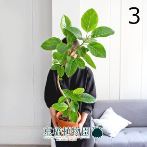 現品】ファグラエア・ベルテロアナ 斑入り 曲がり 7号 茶鉢（1） : 花